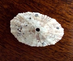 Fissurella barbadensis