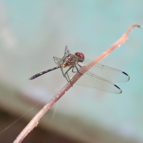 Brown Setwing (Dythemis sterilis)