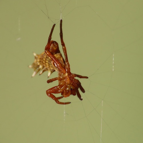 Spined Micrathena (Micrathena gracilis)