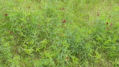 Macroptilium gracile