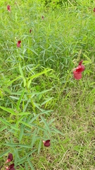 Macroptilium gracile