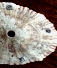 Dendropoma corrodens