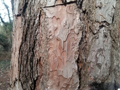 Pinus brutia pityusa