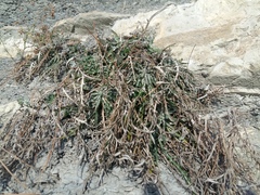 Ptilostemon echinocephalus