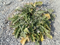 Crambe koktebelica