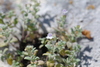 Micromeria fruticosa serpyllifolia - Photo (c) Дмитрий Епихин, some rights reserved (CC BY-NC), uploaded by Дмитрий Епихин