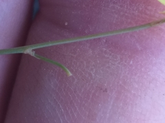 Bulbine filifolia