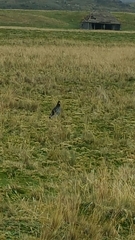 Daptrius carunculatus