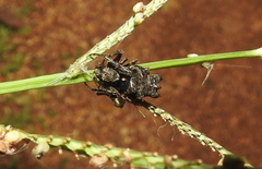 Wagneriana