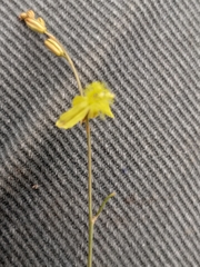 Bulbine filifolia