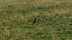 Daptrius carunculatus