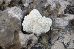 Pseudodiploria strigosa