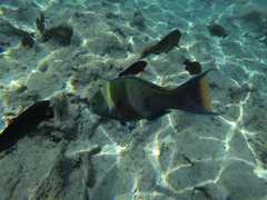 Scarus fuscopurpureus