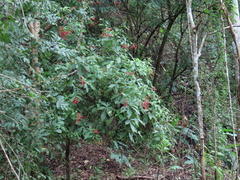 Pogonopus exsertus