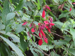 Pogonopus exsertus