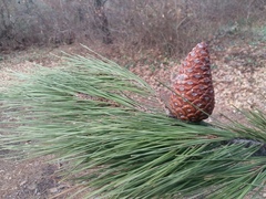 Pinus brutia pityusa