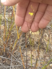 Bulbine filifolia