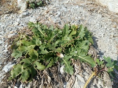 Crambe koktebelica