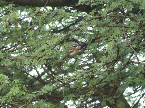 iNaturalist image