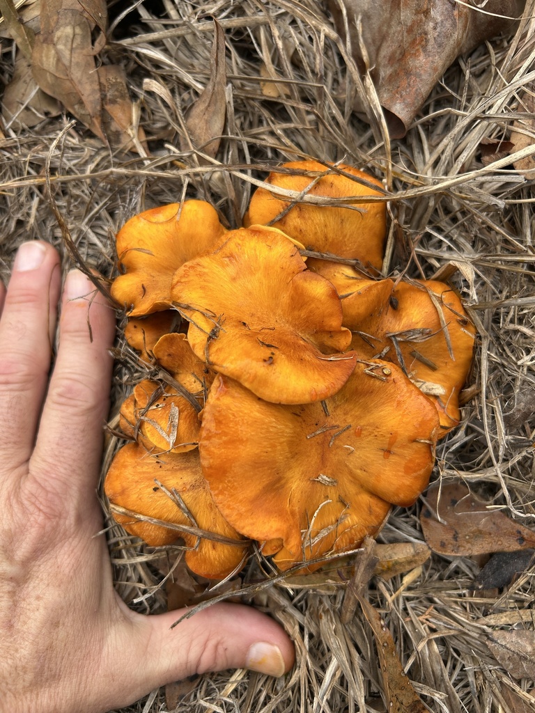 Omphalotus subilludens · November 2025 · photo: © northcut1 (iNaturalist, cc-by)