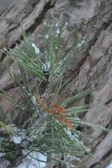 Pinus sylvestris