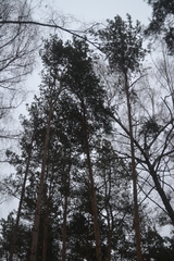 Pinus sylvestris