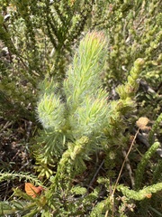 Leucadendron laxum, photograph (c) Charleen Brunke, some rights reserved (CC BY)