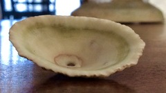 Fissurella barbadensis