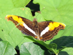 Doxocopa laure laure