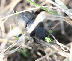 Lethrus apterus
