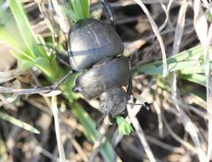 Lethrus apterus