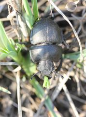 Lethrus apterus
