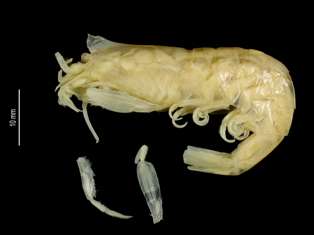 contour deep-sea shrimp