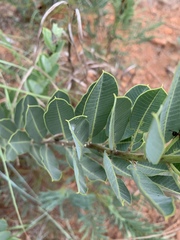 Ozoroa