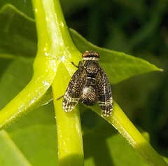 Platystoma