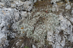 Cerastium biebersteinii