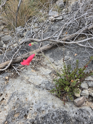 Rock Penstemon (Penstemon baccharifolius)