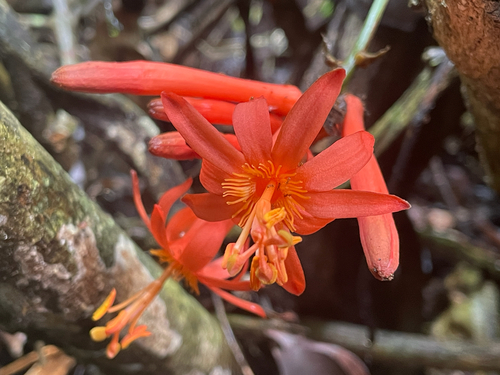 Passiflora spinosa