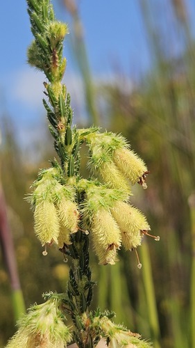 Hedgehog Heath (Erica sparrmanni)