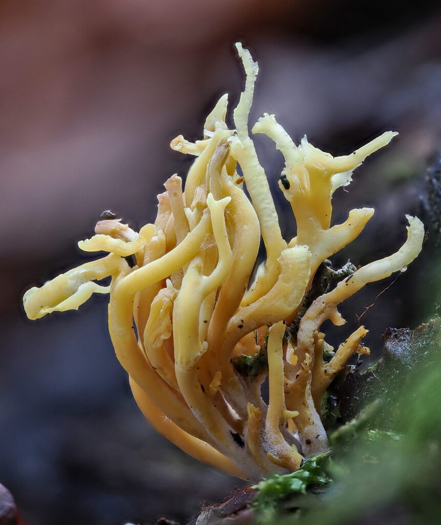Clavulinopsis corniculata · November 2025 · photo: © gillessanmartin (iNaturalist, cc0)