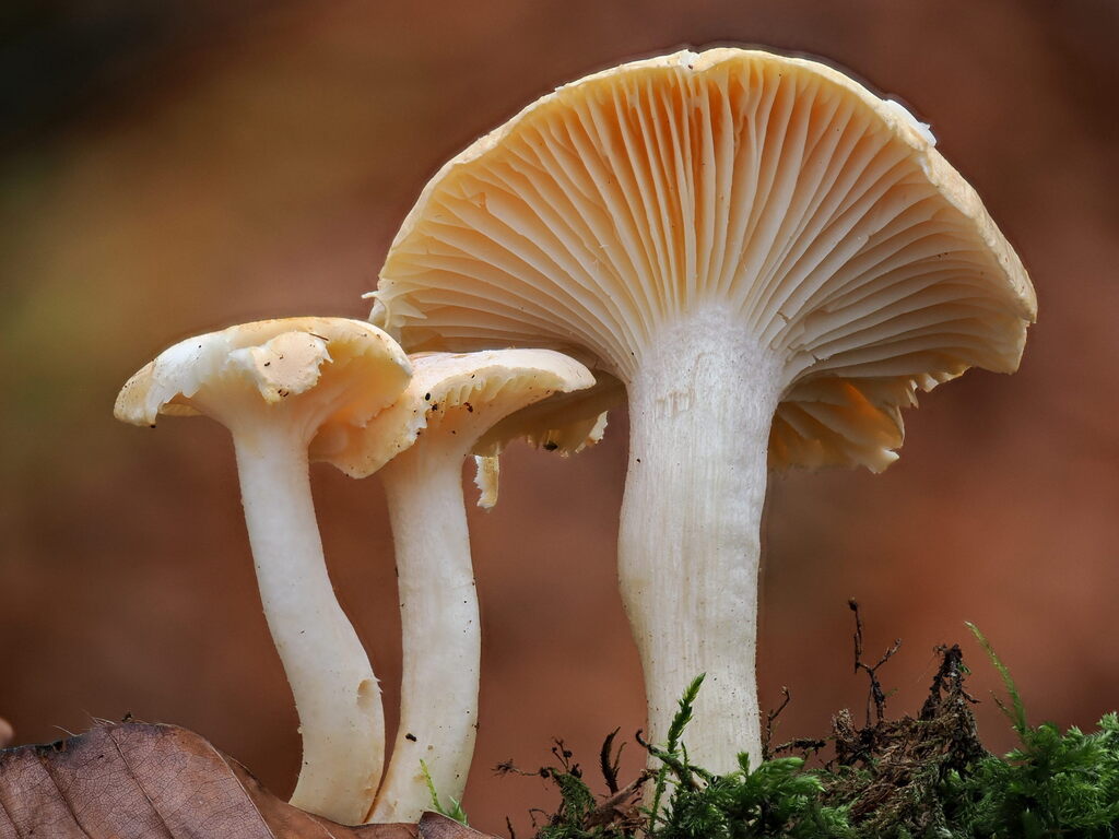 Hygrophorus nemoreus · November 2025 · photo: © gillessanmartin (iNaturalist, cc0)