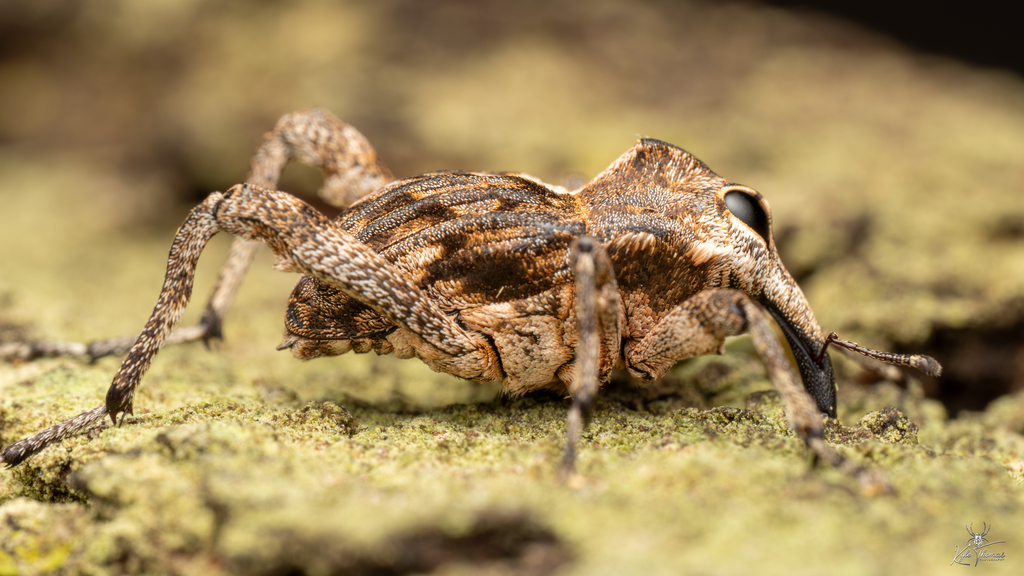 Camelback Weevils