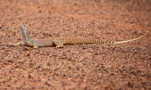 Sand Monitor