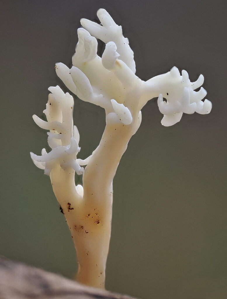 Clavulina coralloides · November 2025 · photo: © gillessanmartin (iNaturalist, cc0)