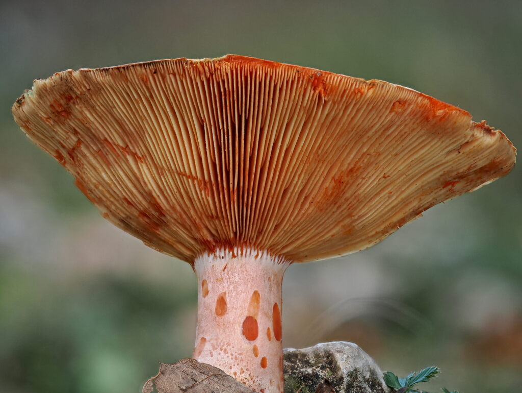 Lactarius deliciosus · November 2025 · photo: © gillessanmartin (iNaturalist, cc0)