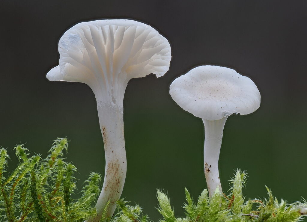 Cuphophyllus virgineus · November 2025 · photo: © gillessanmartin (iNaturalist, cc0)