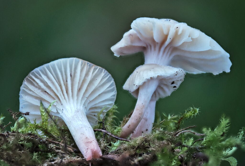 Cuphophyllus virgineus · November 2025 · photo: © gillessanmartin (iNaturalist, cc0)