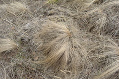 Stipa tirsa