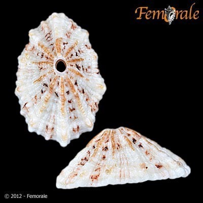 Barbados Keyhole Limpet