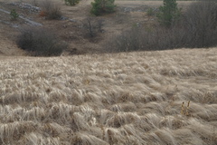 Stipa tirsa